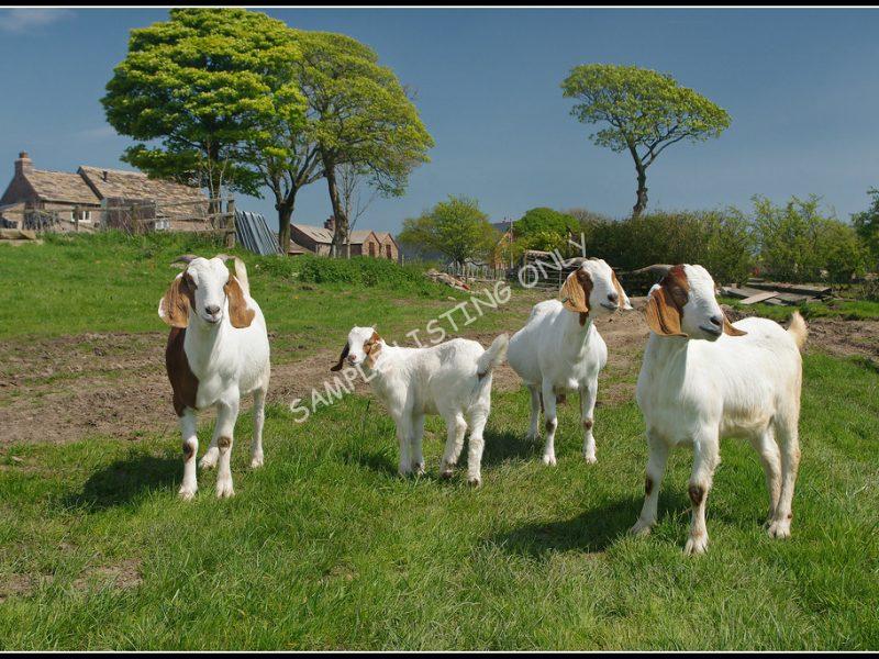 Sierra Leonean Live Boer Goats