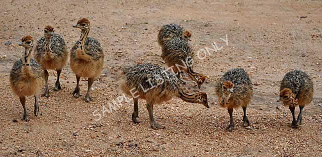 Sierra Leone Ostrich Chicks