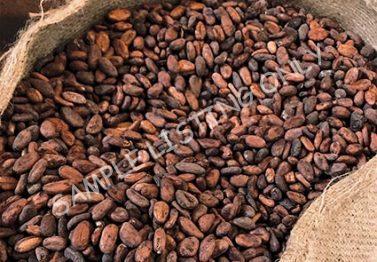 Sierra Leone Cocoa Beans