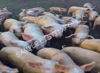 Sierra Leone Healthy Pigs