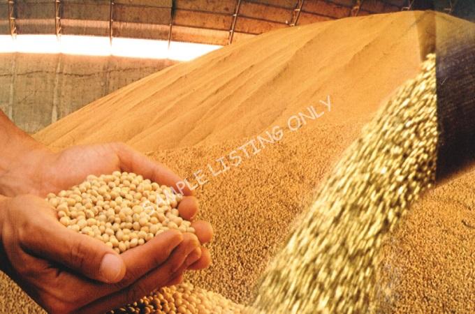 Fresh Dry Sierra Leone Soya Beans